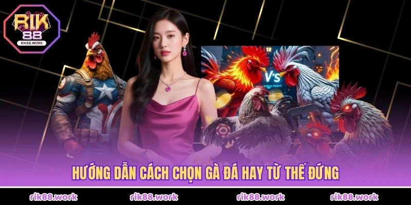 Hướng dẫn cách chọn gà đá hay từ thế đứng
