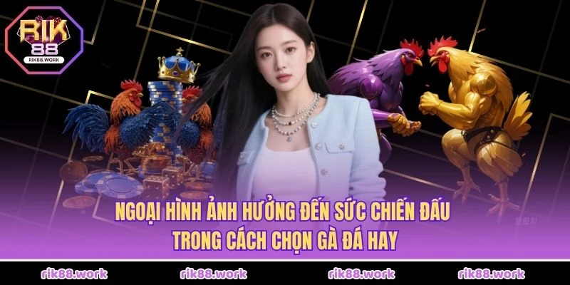 Ngoại hình ảnh hưởng đến sức chiến đấu trong cách chọn gà đá hay