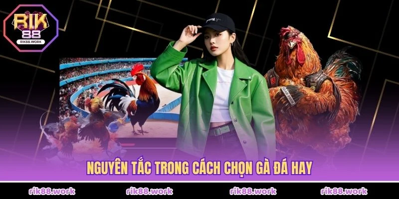 Nguyên tắc trong cách chọn gà đá hay